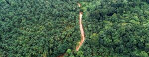 Ferrero commits to satellite tv for pc tracking of palm oil provide chain